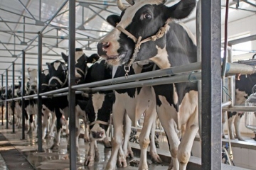 Le SIEL s&#039;oppose à la ferme-usine des 4000 vaches en Saône-et-Loire
